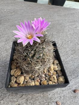 Turbinicarpus lausseri